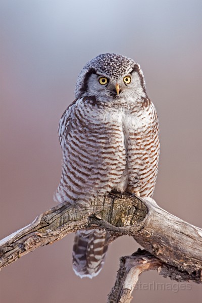 IMG_0256c.jpg - Northern Hawk-Owl (Surnia ulula)